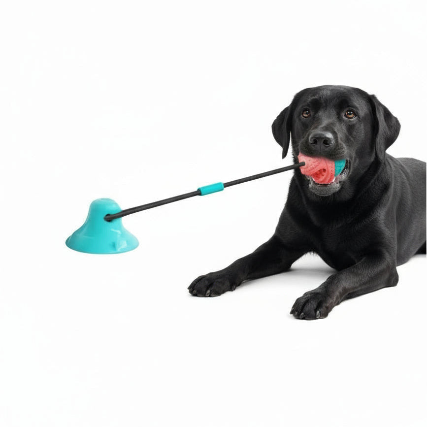 Interaktives Hundespielzeug mit Saugnapf