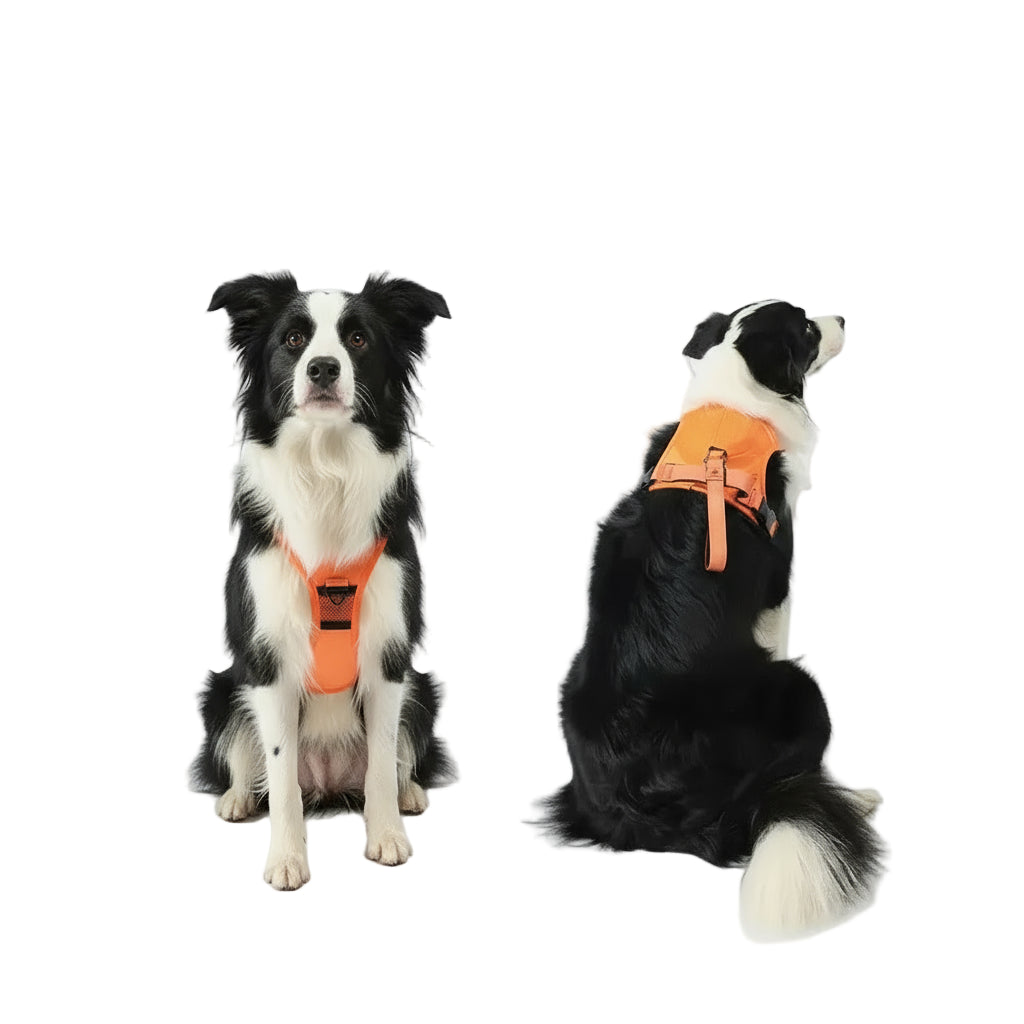 Brustgeschirr mit ausziehbarer Leine